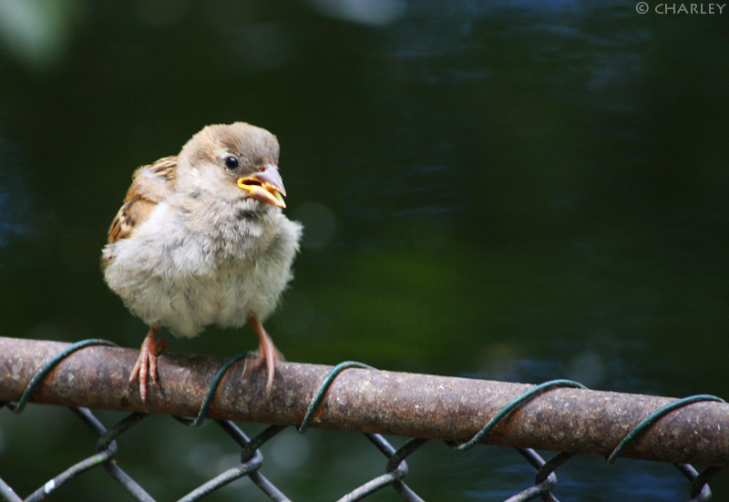 zoo-berlin2010 (105).jpg